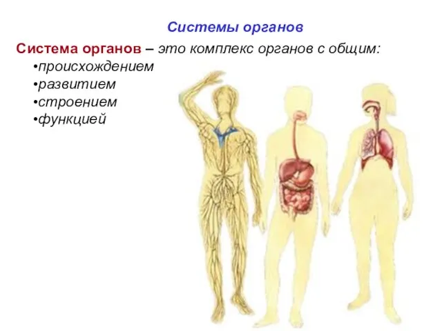 Система органов – это комплекс органов с общим: происхождением развитием строением функцией Системы органов