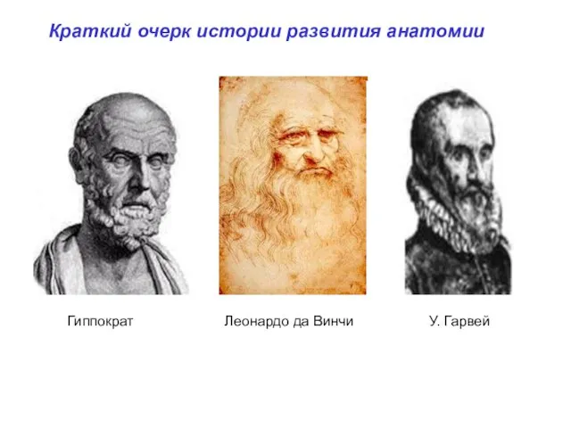 Гиппократ Леонардо да Винчи У. Гарвей Краткий очерк истории развития анатомии