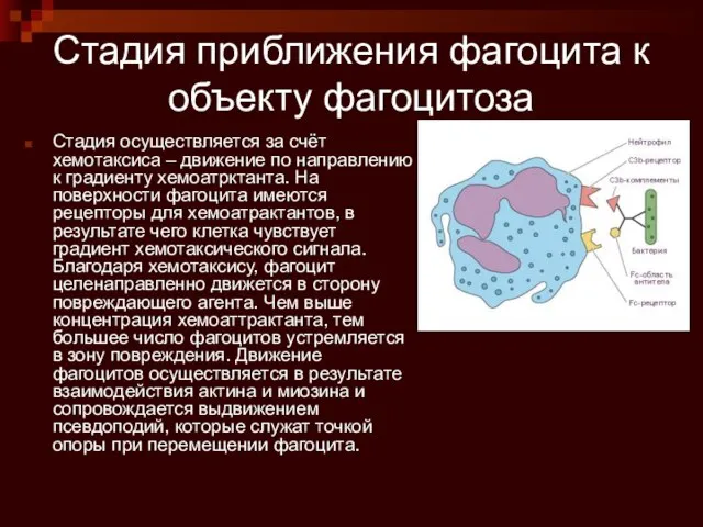 Стадия приближения фагоцита к объекту фагоцитоза Стадия осуществляется за счёт хемотаксиса –