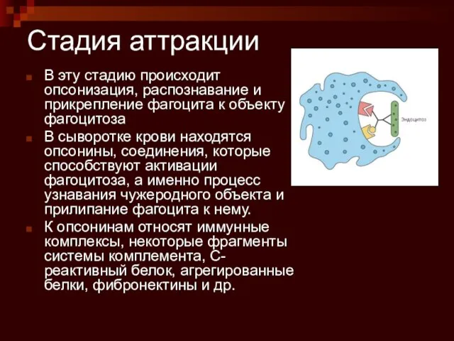 Стадия аттракции В эту стадию происходит опсонизация, распознавание и прикрепление фагоцита к