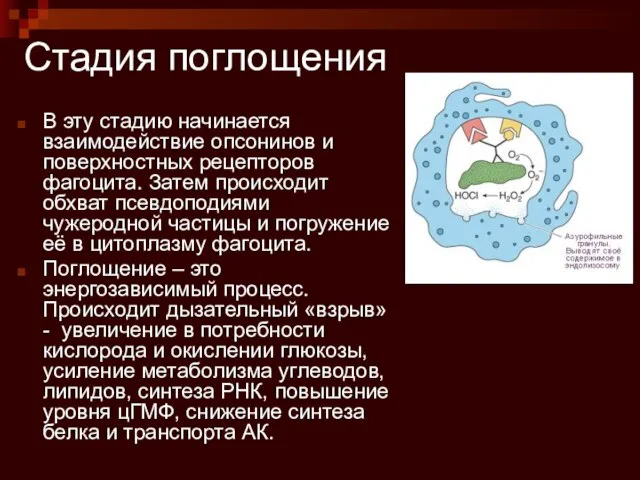 Стадия поглощения В эту стадию начинается взаимодействие опсонинов и поверхностных рецепторов фагоцита.