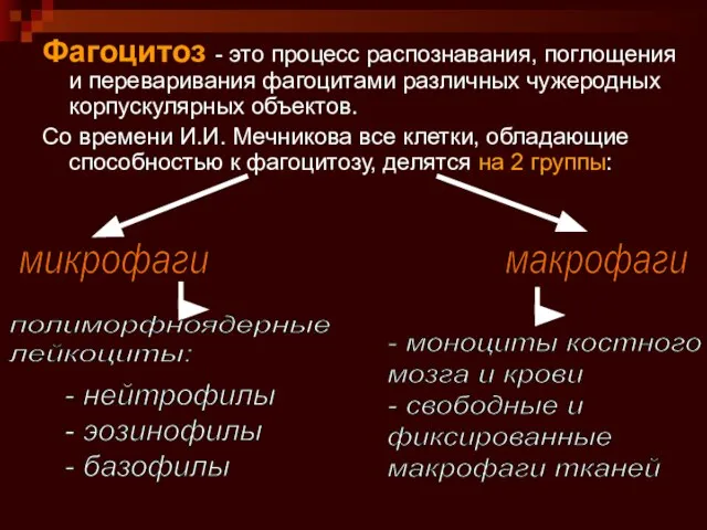 Фагоцитоз - это процесс распознавания, поглощения и переваривания фагоцитами различных чужеродных корпускулярных