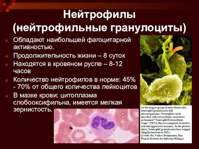 Нейтрофилы (нейтрофильные гранулоциты) Обладают наибольшей фагоцитарной активностью. Продолжительность жизни – 8 суток