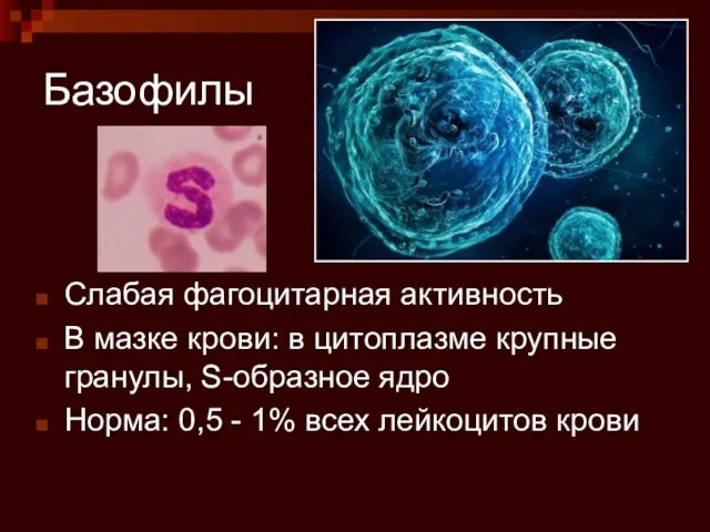 Базофилы Слабая фагоцитарная активность В мазке крови: в цитоплазме крупные гранулы, S-образное