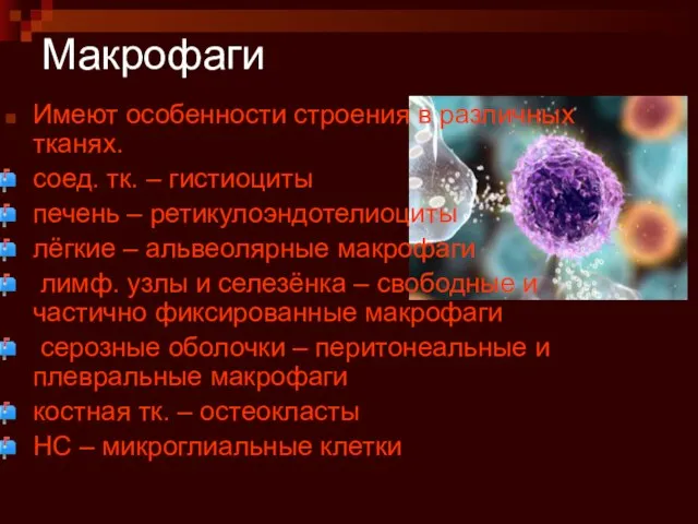 Макрофаги Имеют особенности строения в различных тканях. соед. тк. – гистиоциты печень