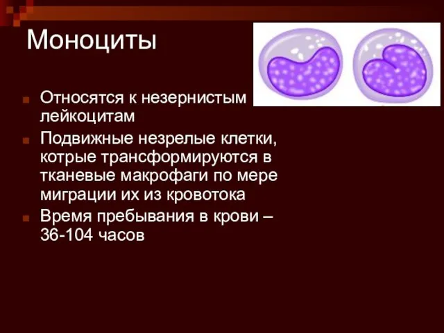 Моноциты Относятся к незернистым лейкоцитам Подвижные незрелые клетки, котрые трансформируются в тканевые