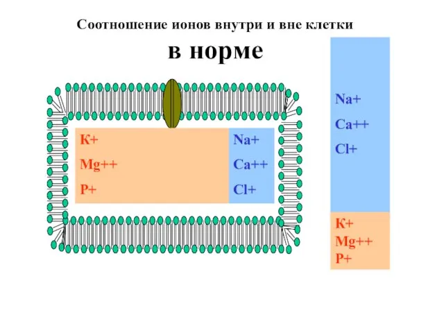 К+ Mg++ P+ Na+ Ca++ Cl+ Соотношение ионов внутри и вне клетки