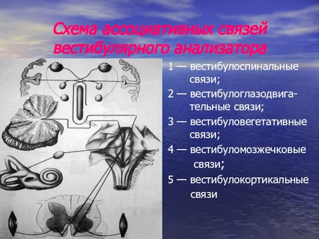 Схема ассоциативных связей вестибулярного анализатора 1 — вестибулоспинальные связи; 2 — вестибулоглазодвига-