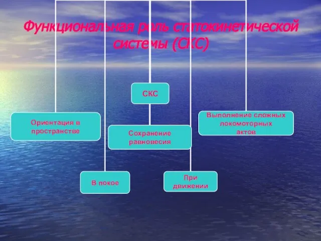 Функциональная роль статокинетической системы (СКС)