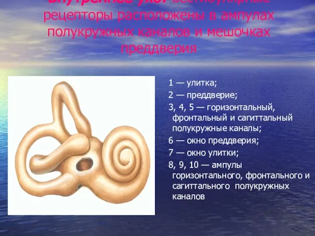 Внутреннее ухо: вестибулярные рецепторы расположены в ампулах полукружных каналов и мешочках преддверия