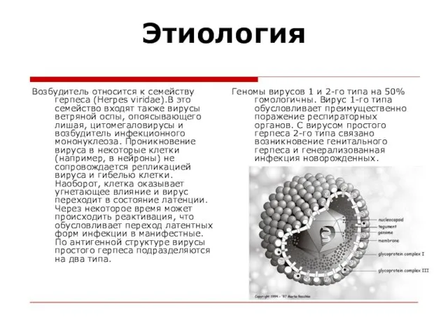 Этиология Возбудитель относится к семейству герпеса (Herpes viridae).В это семейство входят также