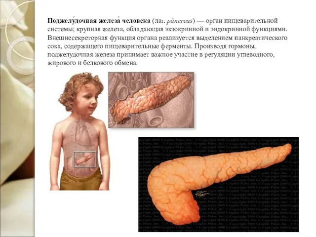 Поджелу́дочная железа́ человека (лат. páncreas) — орган пищеварительной системы; крупная железа, обладающая