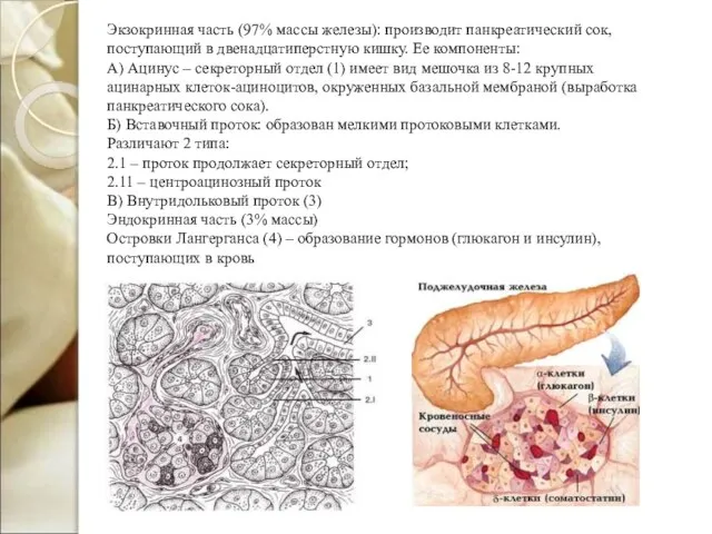 Экзокринная часть (97% массы железы): производит панкреатический сок, поступающий в двенадцатиперстную кишку.