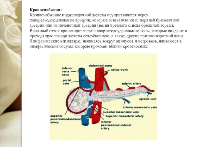 Кровоснабжение Кровоснабжение поджелудочной железы осуществляется через панкреатодоуденальные артерии, которые ответвляются от верхней