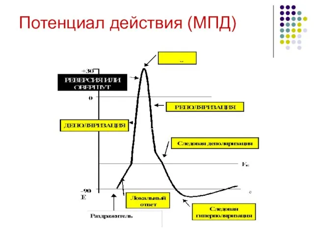 Потенциал действия (МПД)