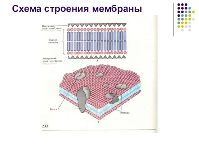 Схема строения мембраны