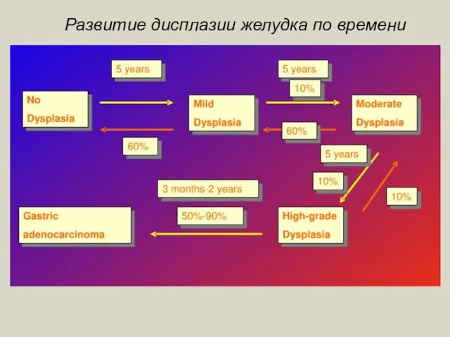 Развитие дисплазии желудка по времени