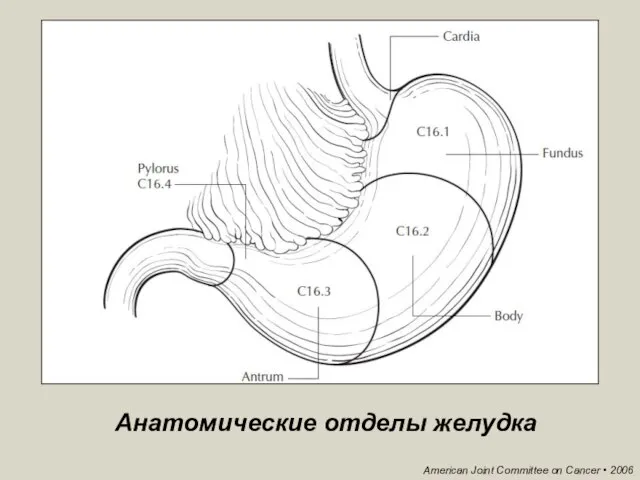 Анатомические отделы желудка American Joint Committee on Cancer • 2006