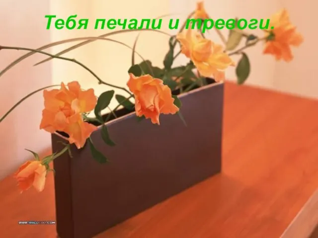 Тебя печали и тревоги.