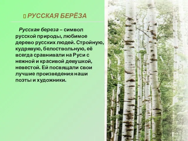 Русская береза – символ русской природы, любимое дерево русских людей. Стройную, кудрявую,