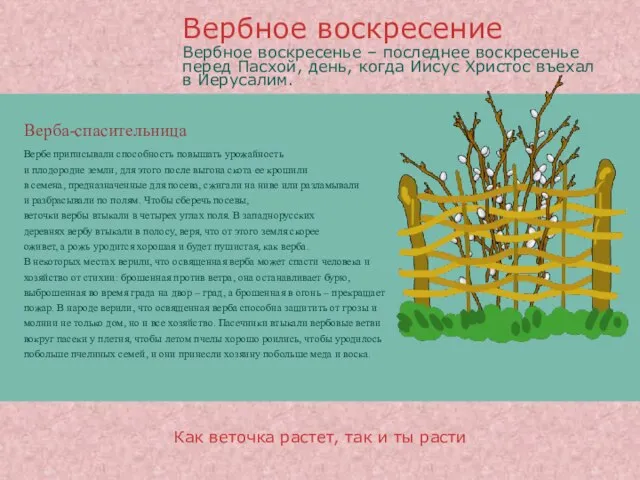 Верба-спасительница Вербе приписывали способность повышать урожайность и плодородие земли, для этого после