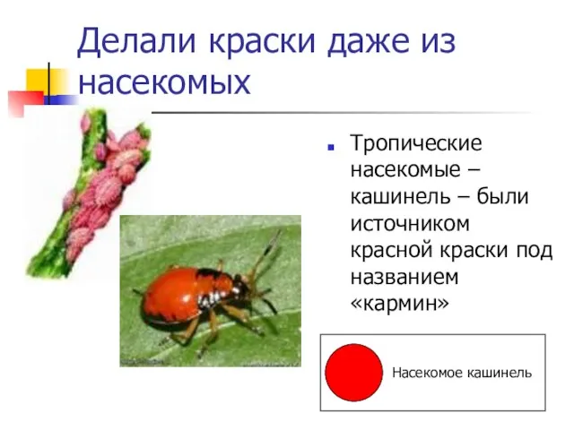 Делали краски даже из насекомых Тропические насекомые – кашинель – были источником