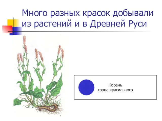 Много разных красок добывали из растений и в Древней Руси Корень горца красильного