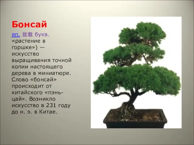 Бонсай яп. 盆栽 букв. «растение в горшке») — искусство выращивания точной копии