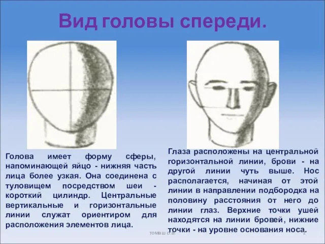 Вид головы спереди. томаш о.в.