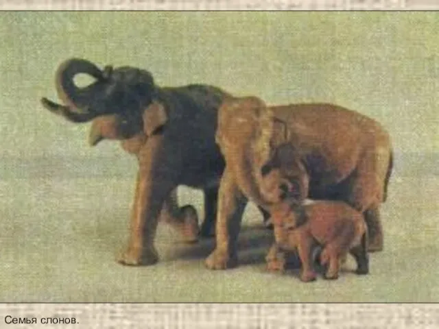 Семья слонов.