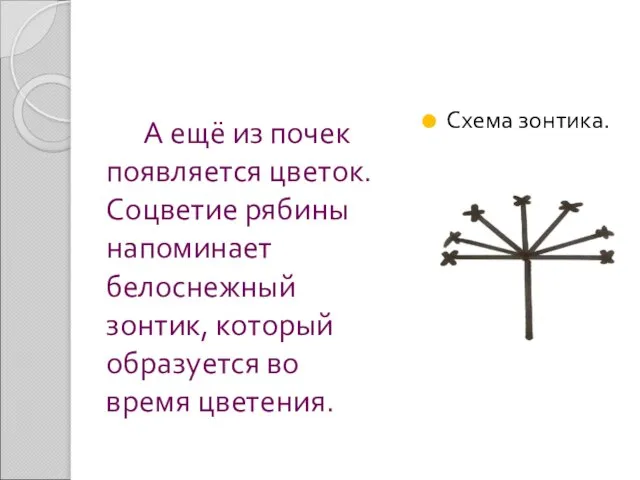 А ещё из почек появляется цветок. Соцветие рябины напоминает белоснежный зонтик, который