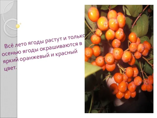Всё лето ягоды растут и только осенью ягоды окрашиваются в яркий оранжевый и красный цвет.