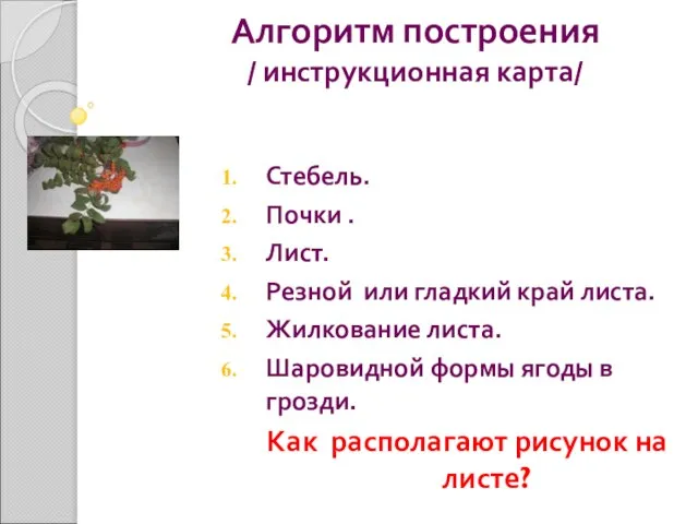 Алгоритм построения / инструкционная карта/ Стебель. Почки . Лист. Резной или гладкий