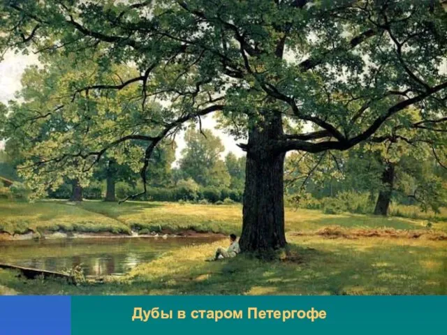 Дубы в старом Петергофе