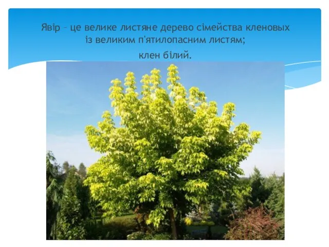 Явір – це велике листяне дерево сімейства кленовых із великим п'ятилопасним листям; клен білий.