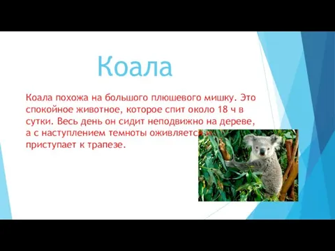 Коала Коала похожа на большого плюшевого мишку. Это спокойное животное, которое спит