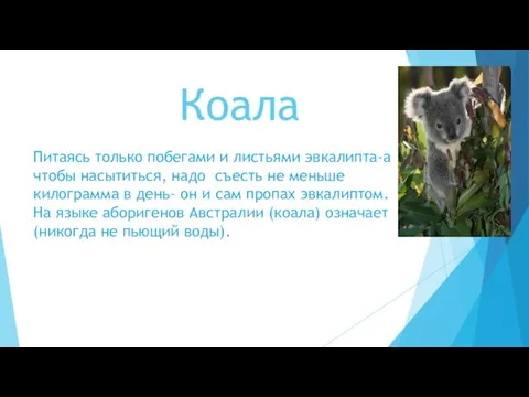 Коала Питаясь только побегами и листьями эвкалипта-а чтобы насытиться, надо съесть не