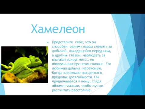 Хамелеон Представьте себе, что он способен одним глазом следить за добычей, находящейся