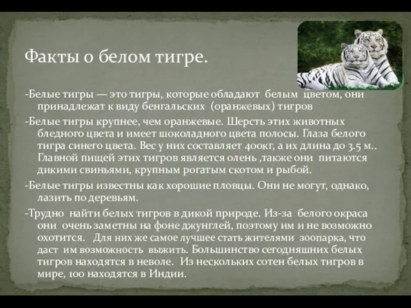 -Белые тигры — это тигры, которые обладают белым цветом, они принадлежат к