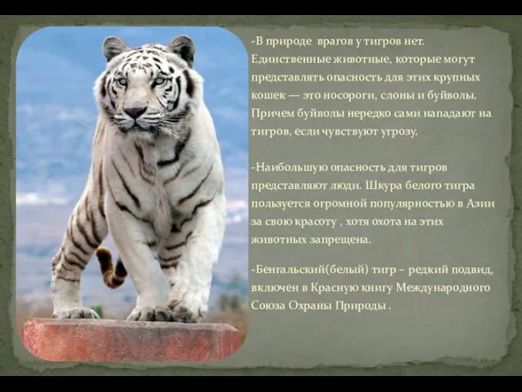 -В природе врагов у тигров нет. Единственные животные, которые могут представлять опасность