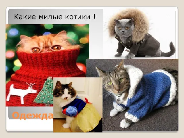 Одежда Какие милые котики !