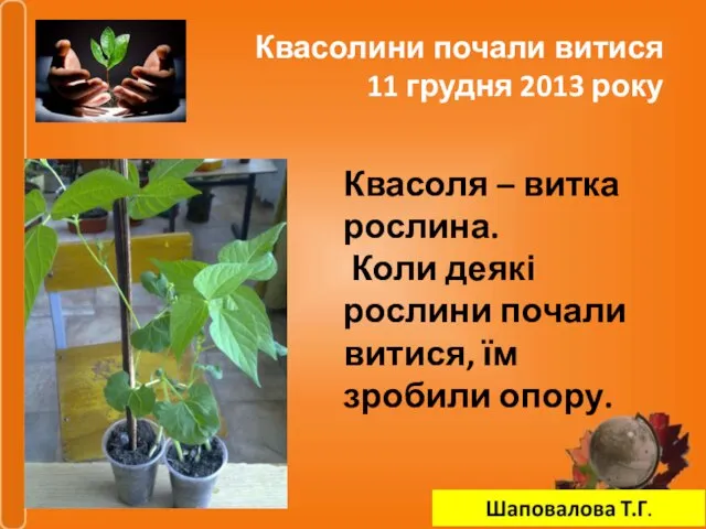 Квасолини почали витися 11 грудня 2013 року Квасоля – витка рослина. Коли