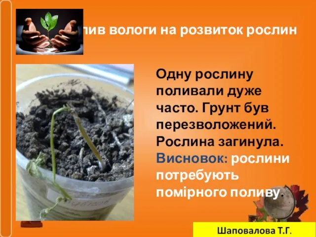 Вплив вологи на розвиток рослин Одну рослину поливали дуже часто. Грунт був