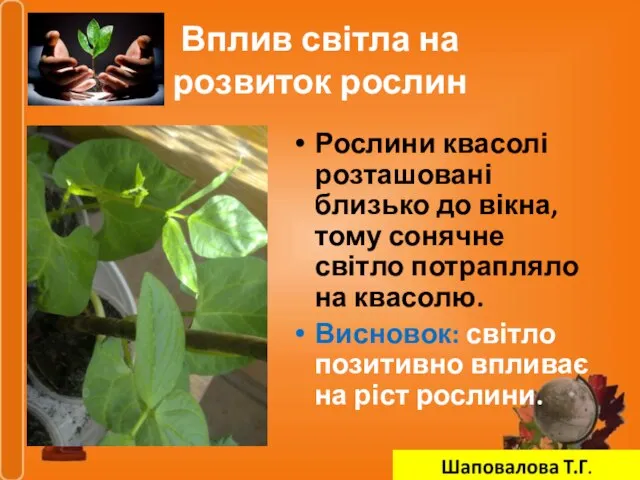 Вплив світла на розвиток рослин Рослини квасолі розташовані близько до вікна, тому