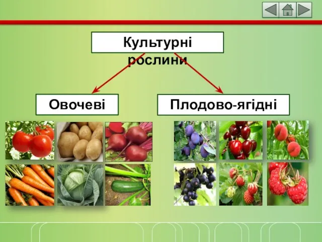 Культурні рослини Овочеві Плодово-ягідні