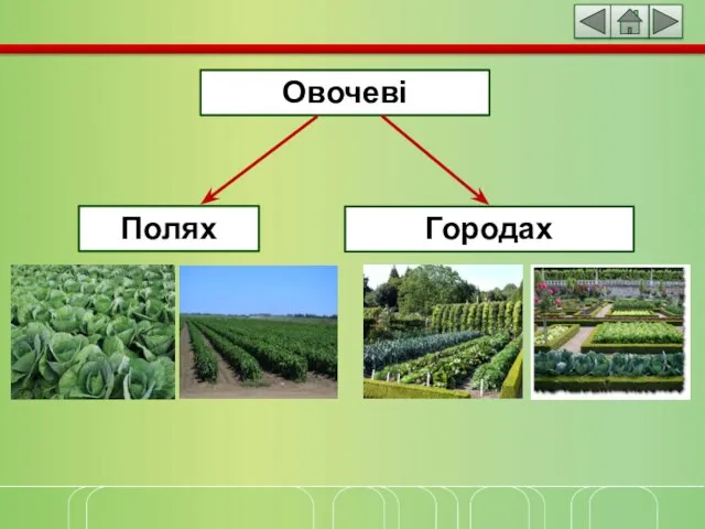 Овочеві Полях Городах