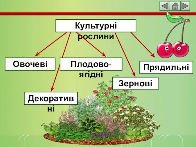 Культурні рослини Овочеві Плодово-ягідні Зернові Прядильні Декоративні