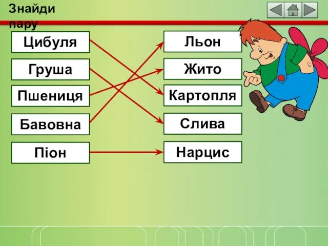 Знайди пару Цибуля Льон Груша Жито Пшениця Картопля Бавовна Слива Піон Нарцис