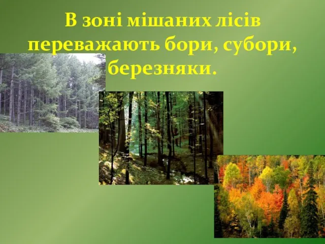 В зоні мішаних лісів переважають бори, субори, березняки.