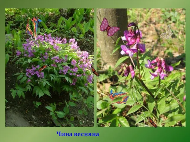 Чина весняна Сочевичник (чина весенняя).